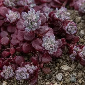 Седум Purpureum фото