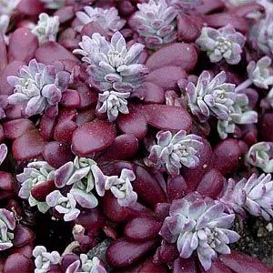 Седум Purpureum фото