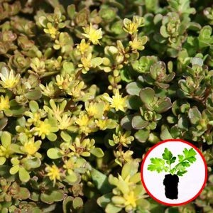 Седум Salsa Verde (рассада) фото