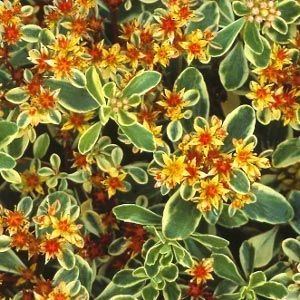 Седум Variegatum фото
