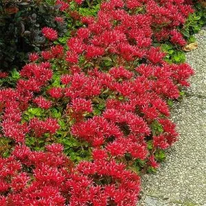 Седум Schorbuser Blut фото
