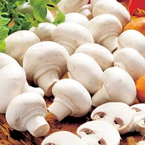 Шампиньон Королевский белый фото