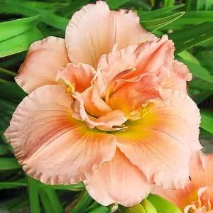 Лилейник Siloam Double Success фото
