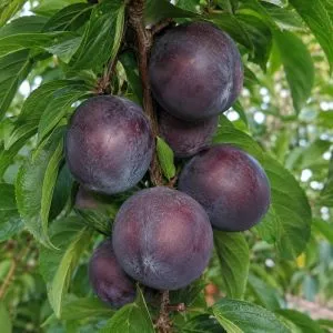 Слива диплоидная Блек Голд фото