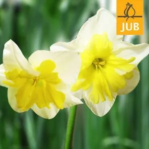 Нарцисс Smiling Twin (Брендовые луковицы Jub Holland) фото