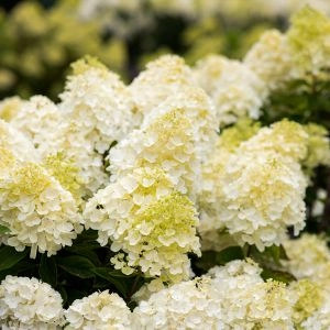 Гортензия Summer Snow фото