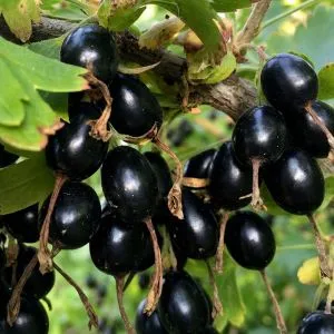 Смородина золотистая Валентина фото