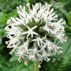 Мордовник Snow King фото