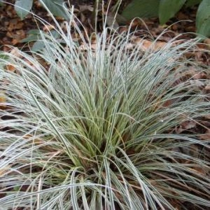 Осока Snowline фото