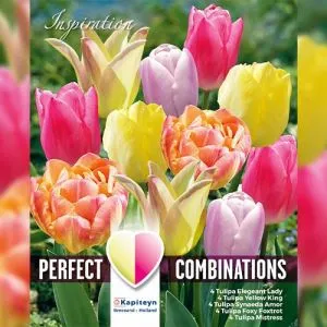 Комбо Тюльпаны Soft Tones (Брендовые луковицы KAPITEYN®) фото