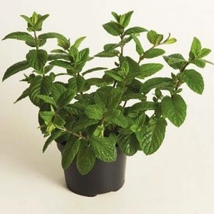Мята Spanish Spearmint фото