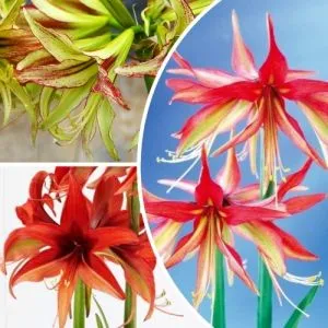 Амариллис Новогодний Spider Mix фото