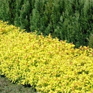 Спирея Golden Carpet фото