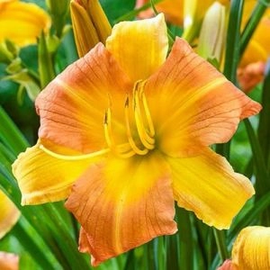 Лилейник EveryDaylily Punch Yellow фото