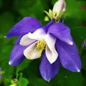 Аквилегия Spring Magic Blue White фото
