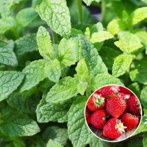 Мята Strawberry Mint фото