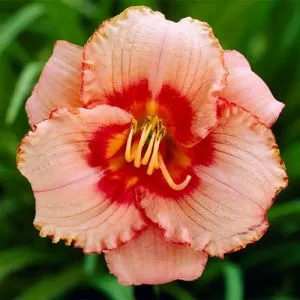 Лилейник Strawberry Candy фото