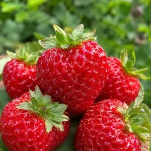 Малиника Framberry (Уникальные плоды) фото