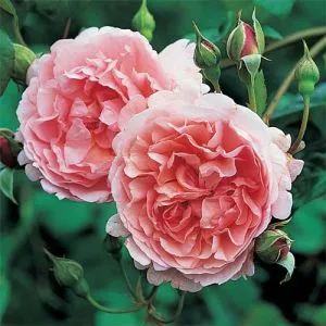 Роза Strawberry Hill фото