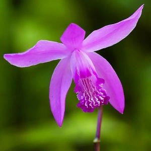 Блетилла Striata фото