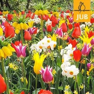 Микс ландшафтный Sunshine (Брендовые луковицы Jub Holland) фото