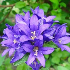 Кампанула Superba фото