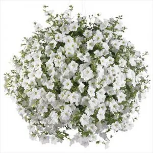 Сурфиния  Trailing White фото