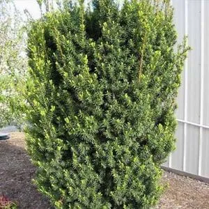 Тис Hicksii фото