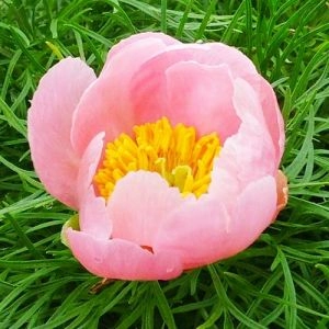 Пион Tenuifolia Rosea фото