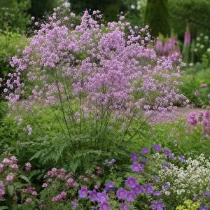 Василистник Hewitt's Double фото