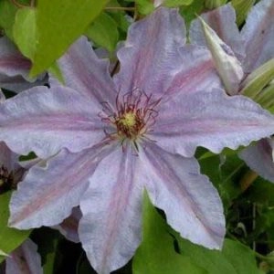 Клематис  The First Lady фото