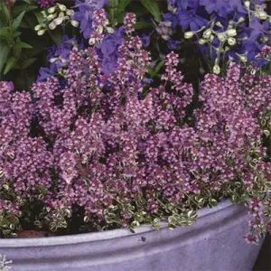 Чабрец Foxley фото