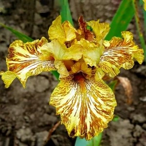 Ирис Tiger Honey фото
