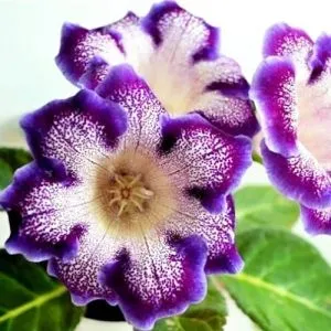 Глоксиния Tigre Blue фото