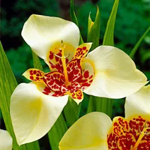 Тигридия Canariensis (Уникальная форма) фото