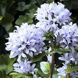 Кампанула  Emerald фото