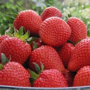 Клубника Sweetheart (Средний) фото