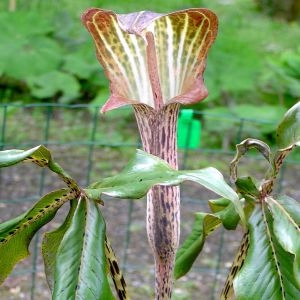 Аризема Nepenthoides фото