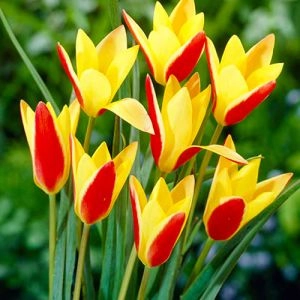 Тюльпан Clusiana Chrysantha фото