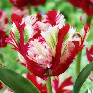 Тюльпан Estella Rijnveld фото