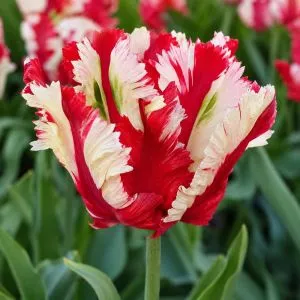Тюльпан Estella Rijnveld фото