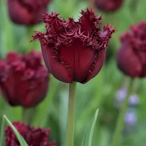 Тюльпан Labrador фото