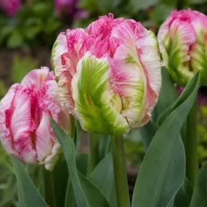 Тюльпан Parrot Pinkvision фото
