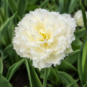 Тюльпан Snow Crystal фото