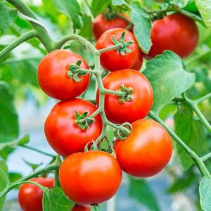 Штамбовые томаты ᐉ купить семена штамбовых помидоров и томатов 🍅 винтернет магазине Florium.ua