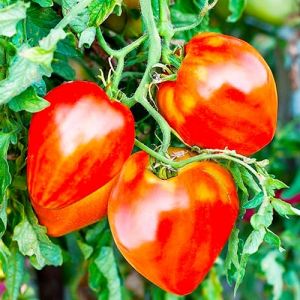 tomat volove sertse