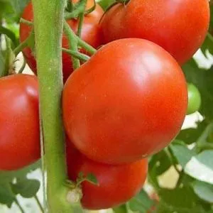 Томат Флорида 47 F1 фото