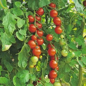 Томат Gardener's Delight фото
