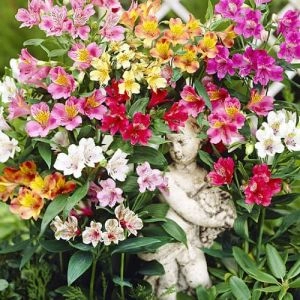 Альстромерия Ligtu-hybrids фото
