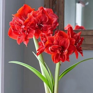 Амариллис Red Torro фото